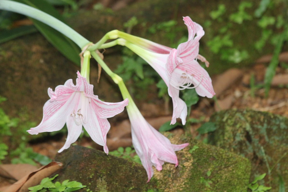 Hippeastrum reticulatum (L'Hér.) Herb.